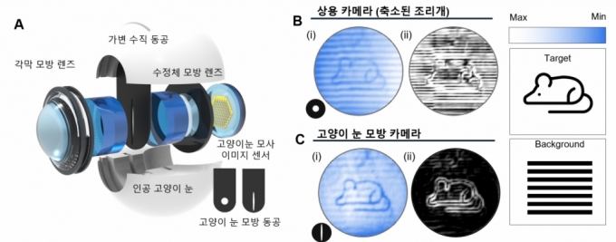 연구팀이 고양이 눈에서 영감을 받아 개발한 시각 시스템을 이미지화한 사진 /사진=GIST