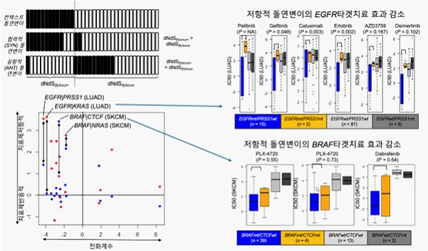 암 돌연변이 간 상호작용에 따른 표적치료 효과를 알려주는 도표. /그림=김태민 교수팀