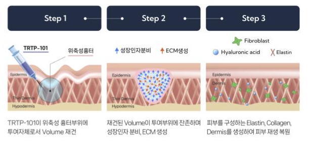 TRTP-101의 피부재생 작용기전/사진제공=셀인셀즈