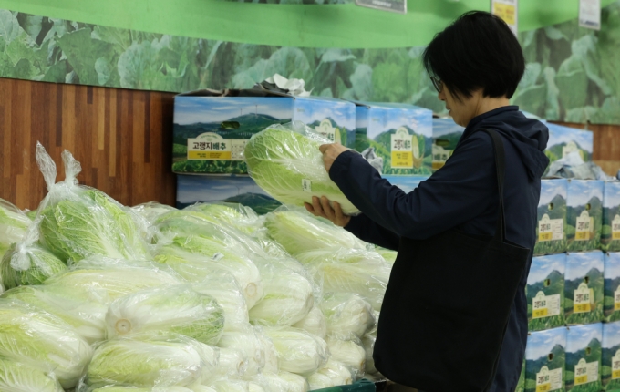 1일 서울시내 한 대형마트에서 손님이 국산 고랭지 배추를 살펴보고 있다. 이날 한국농수산식품유통공사(aT)에 따르면 전날 기준 배추 소매가격은 포기당 9662원을 기록, 전년도 6937원 대비 39.28% 상승했다. /사진=뉴시스 