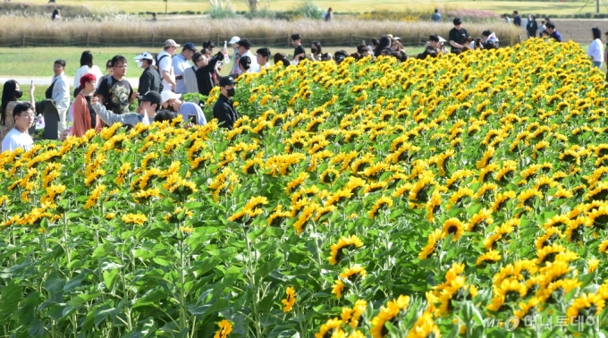 [경주=뉴시스] 이무열 기자 = 완연한 가을 날씨를 보인 15일 경북 경주 첨성대 인근 동부사적지에 해바라기가 활짝 펴있다. 2023.10.15. lmy@newsis.com /사진=이무열