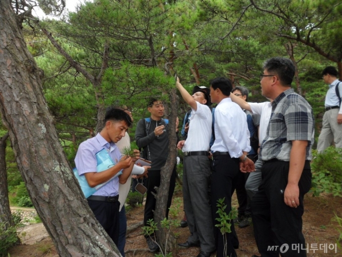 8월 8일 남과 북은 금강산 지역의 산림병해충 현황을 공동으로 점검하고 있다. 이날 남측에선 산림청 임상섭 국장을 단장으로 총 12명의 현장방문단이 방북했으며, 북측에서는 산림총국 장용철 부국장을 단장으로 10여명의 산림 관계자가 점검에 참여했다. /사진=통일부