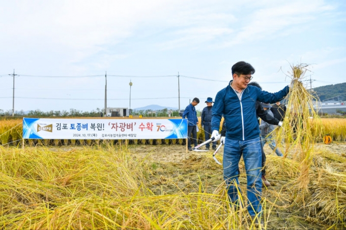 김병수 시장이 17일 대곶면 약암리에 있는 농업기술센터 벼 예찰답에서 벼를 베고 있다./사진제공=김포시