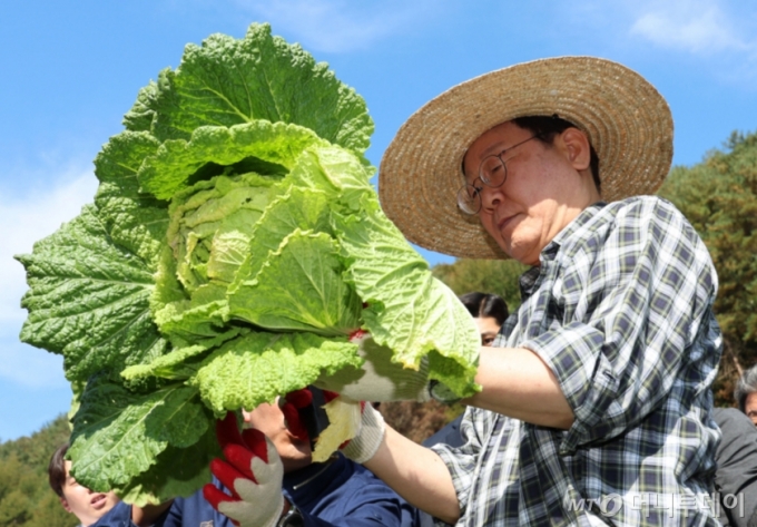 [평창=뉴시스] 권창회 기자 = 이재명 더불어민주당 대표가 17일 오후 강원 평창군 한 배추농가를 방문해 배추를 수확, 살펴보고 있다. 2024.10.17. kch0523@newsis.com /사진=권창회