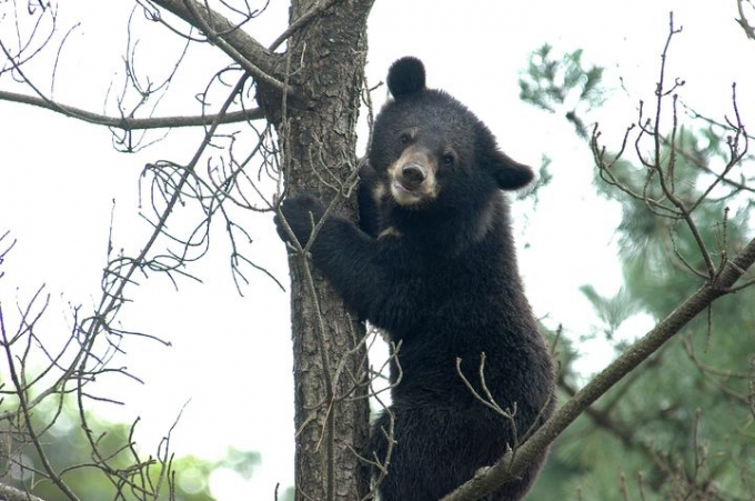 반달가슴곰 참고 이미지/사진=뉴시스(환경부 제공)