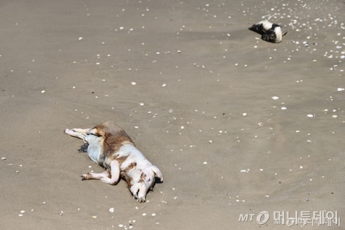 (산호세두노르테 로이터=뉴스1) 정지윤 기자 = 11월21일(현지시간) 브라질에 조류독감이 창궐하는 가운데 남부 산호세두노르테 지역 해안가에 돼지와 펭귄의 시체가 보인다. 2023.11.21   ⓒ 로이터=뉴스1  Copyright (C) 뉴스1. All rights reserved. 무단 전재 및 재배포,  AI학습 이용 금지. /사진=(산호세두노르테 로이터=뉴스1) 정지윤 기자