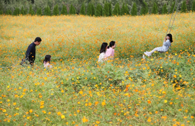  대구 달서구 이월드를 찾은 시민들이 황화코스모스 꽃밭에서 가을을 만끽하고 있다./사진=뉴스1