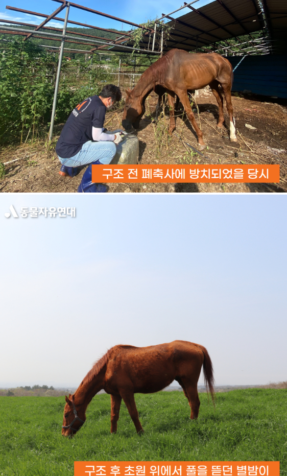 버려진 챔피언의 최후…이마엔 피칠갑, 분뇨 위 몸부림치다 떠났다 [남기자의 체헐리즘]