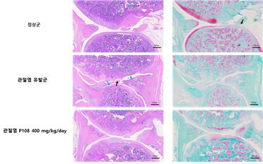 Representative images of H&E(left) amd safarin O (right) stained knee joints of animal./=ѽ