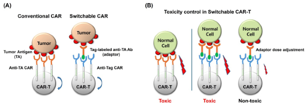 스위처블 CAR-T 세포의 개념(A) 및 스위처블 CAR-T 세포의 정상세포 독성 회피기전(B)/사진제공=티카로스