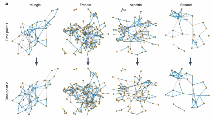 연구팀이 2019년 조사한 4개 마을의 사회적 관계에 따른 장내미생물 유사성을 나타낸 그래프 (위쪽). 장내미생물의 구성이 비슷하면 파란색 선으로, 비슷하지 않으면 회색선으로 연결된다. 아래는 2021년 재조사한 결과. 파란색 선이 2년 전에 비해 늘었다. /사진=네이처
