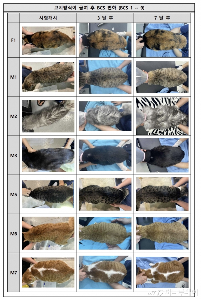 고지방식이 급여 후 실험 개체인 고양이들의 BCS 변화 (BCS 1 ~ 9). /사진제공=RX바이오