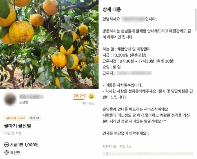 당근알바에 올라온 감귤 따기 알바 구인 공고/사진=당근마