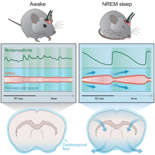 깨어있는 생쥐와 깊게 잠든 생쥐의 &#039;노르에피네프린&#039; 호르몬 방출 차이를 나타낸 그림 /사진=셀 프레스
