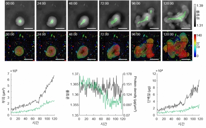 실시간 오가노이드 형태 분석 사진/사진=카이스트 