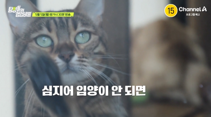 미스터리한 반려묘 호텔 유기 사건이 공개된다. /사진=채널A &#039;탐정들의 영업비밀&#039;