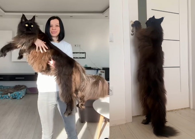 기네스북 오른 고양이보다 더 큰 1.2m 고양이…"아직도 크는 중"