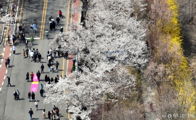 4월 8일 서울 여의서로 벚꽃길 일대에 벚꽃 등 봄꽃이 만개해 있다. /사진=뉴시스