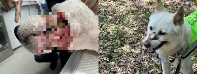 왼쪽은 2021년 구조 당시 황제의 모습, 오른쪽은 5일 오전 서울 서초구 매헌시민의숲에서 만난 현재 황제의 모습. 현재는 다이아몬드 형태의 상처만 남은 상태지만 최초 구조 당시엔 턱뼈가 드러나고 주변 피부가 괴사한 상태에서 발견됐다./사진=민수정 기자, 권유림씨 제공.