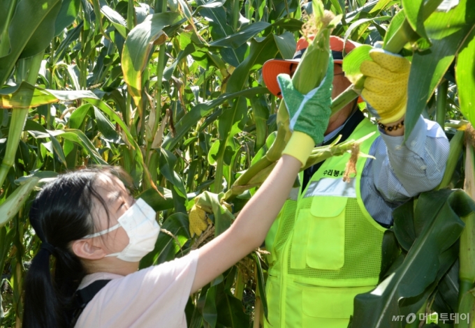 울산 중구 성안동 야구장 인근에서 열린 사랑의 옥수수 나눔행사에서 어린이들이 옥수수따기 현장체험을 하고  있다. /사진=뉴시스