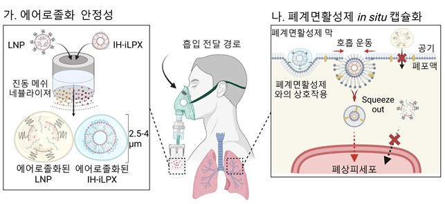  흡입 최적화 지질 나노 복합체의 mRNA 흡입 전달 전략 모식도 /사진=박지호 카이스트 교수