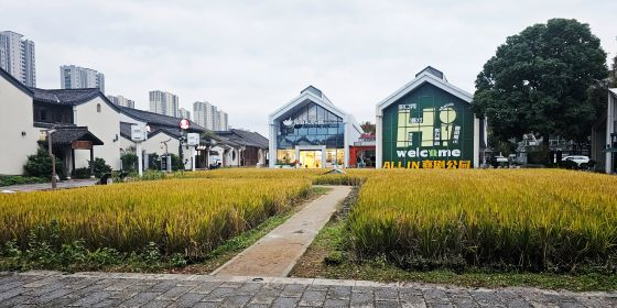 기존 논을 그대로 유지한 채로 조성한 드림타운/사진=류준영 기자 