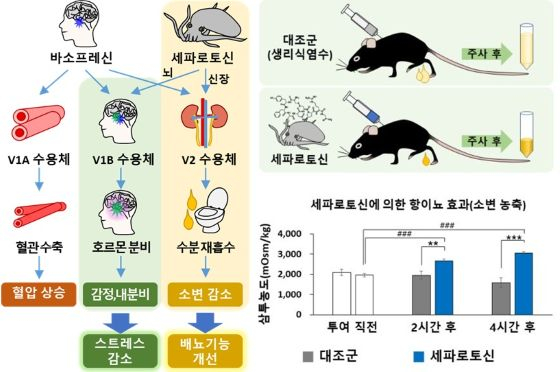 (왼쪽사진)세파로토신의 효능과 작용 원리. 뇌의 V1B 수용체에 작용하여 스트레스로 인한 우울 행동을 개선하고, 신장에서는 V2 수용체를 활성화하여 소변을 농축시킴으로써 소변량을 감소시킴. 항이뇨호르몬인 바소프레신과 유사하지만, 바소프레신과는 달리 혈압 상승 부작용이 없어 안전함 (오른쪽 사진)세파로토신의 항이뇨 효능. 합성 세파로토신을 주사한 실험쥐는 소변의 수분이 체내로 재흡수되어 소변량이 감소되고 노폐물은 농축됨(소변의 삼투농도 증가). 투여량에 따라 효능 지속시간을 원하는 만큼 조절 가능.