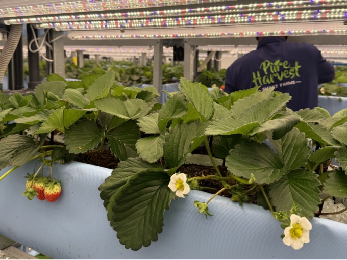 UAE 알아인 스마트팜 /사진제공=플랜티팜