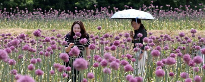 [사진] 보랏빛 코끼리마늘꽃 일렁
