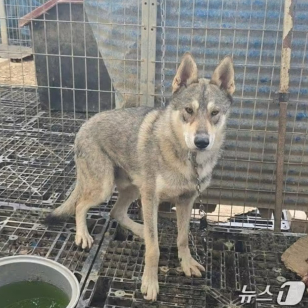 "새끼 2마리도 포획"…농가 탈출 늑대개 열흘 만에 모두 돌아와