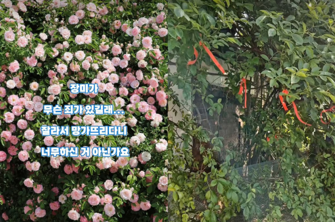 "꽃 다 졌길래 잘랐다"…'수원 장미 명소' 가지 훔친 60대 남녀