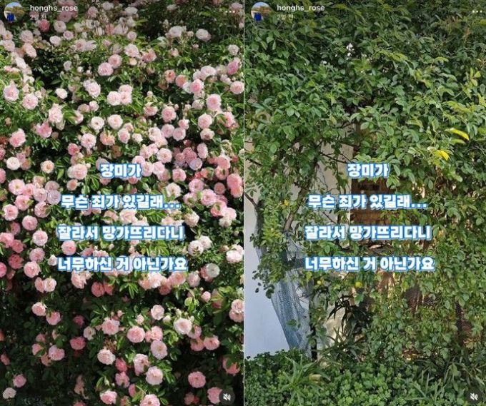 "야밤에 남의 집 장미 싹둑" 망가진 수원 명물...꽃 훔쳤다 징역형 위기?