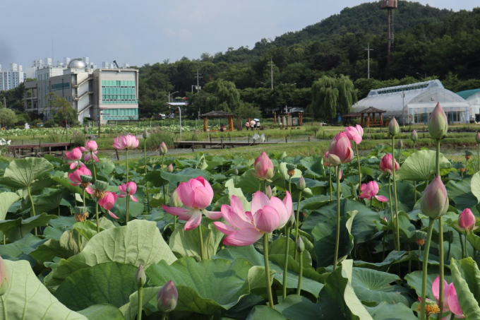 "연꽃의 계절 왔다"…시흥시 연꽃테마파크, 여름 절경·형형색색 향연