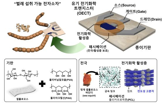  유기전기화학 트렌지스터(OECT) 구성요소/자료=GIST