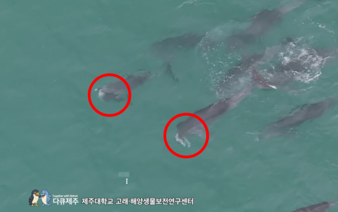 '살려내려는 듯' 죽은 새끼 주둥이에 얹고 유영…제주 남방큰돌고래 2마리 폐사