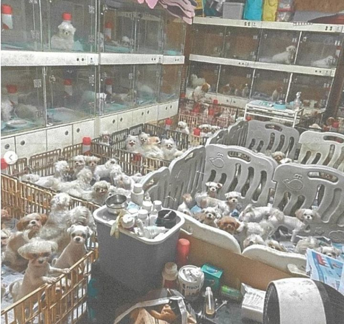 살아있는 '어미 개' 배 갈라 새끼 꺼냈다...1400마리 '지옥의 번식장'