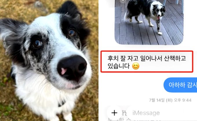 맡긴 반려견 이미 숨졌는데 "산책중" "실종"…애견호텔 소름돋는 은폐