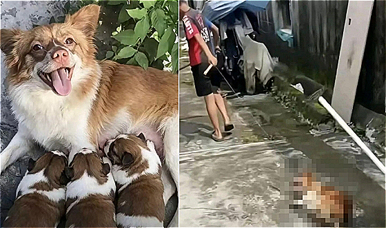 새끼 죽이고 어미 불태우며 "왜 안 죽어?"…'왕왕이' 학대에 전세계 공분
