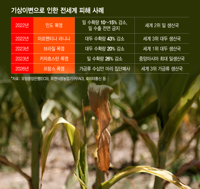 '폭염물가' 인도·태국 쌀값 폭등…"세계농업 500조 증발"