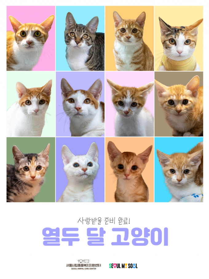 서울시, 긴급구조한 길고양이 12마리 무료 분양