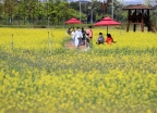 [사진]하늘정원 유채꽃밭 찾은 시민들