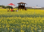 [사진]무료 개방된 인천공항 하늘정원 유채꽃밭