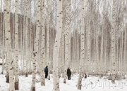 [이호준의 길위의 편지] 자작나무 숲에서 겨울을 전송한다