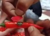 썩은 풋고추에 빨간 테이프 '칭칭'…황당한 중국 고추의 변신[영상]