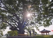 우영우가 반한 소덕동 '500살 팽나무'…진짜 천연기념물로?