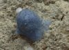 [영상] 카리브해서 발견된 파란색 생물체 정체는?…동글동글 끈적끈적