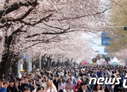 "마스크 해방" 꽃놀이 '인증샷', 10cm 노래 '떼창'…축제 줄줄이
