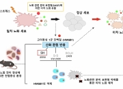 늙은 세포 하나, 어떻게 몸 전체로 퍼지나…한국 연구진이 밝혀냈다