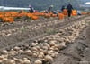 "이 감자 먹으면 암 걸린대" 떠도는 소문에 'GMO 공포'…진실은?