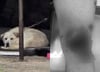 "떨어진 살점 먹더라"…카센터 갔다가 대형견에 물려 전치 6주